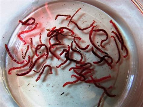 Bloodworm Facts (Everything You Need to Know) | HiBetta.com - The #1 ...