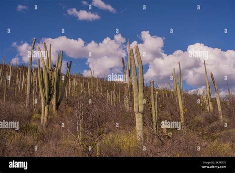 Paisaje Con Cactus En La Reserva De La Biosfera De Tehuacan Cuicatlán Patrimonio De La