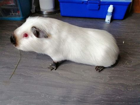 Abyssinian Guinea Pig Facts Lifespan Colors Care Pictures