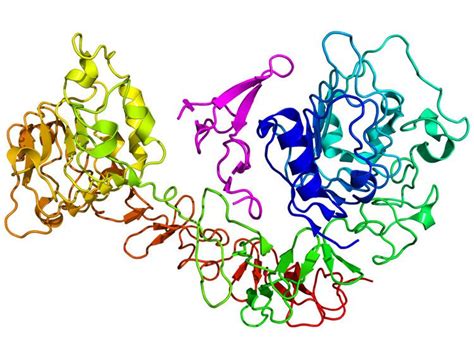 Epidermal Growth Factor Receptor Alchetron The Free Social Encyclopedia