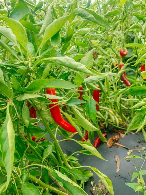 Growing Chili Peppers