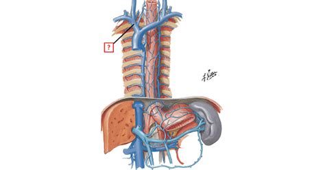 Azygous Venous System