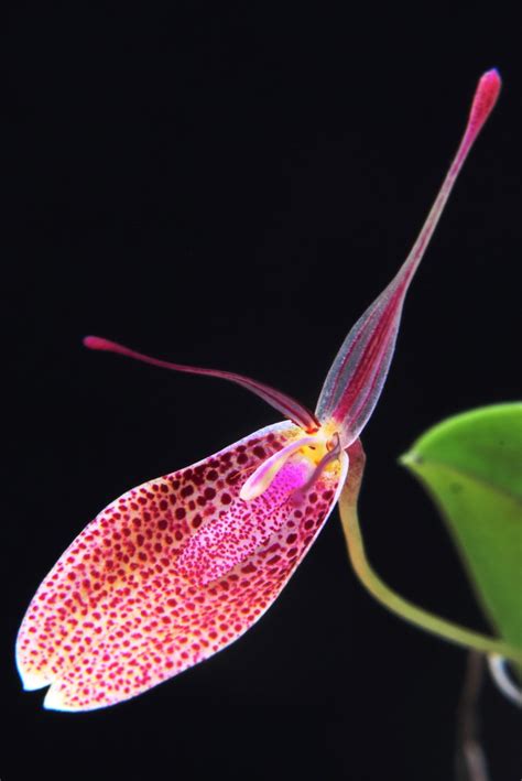 Restrepia Elegans Wiel Driessen Flickr