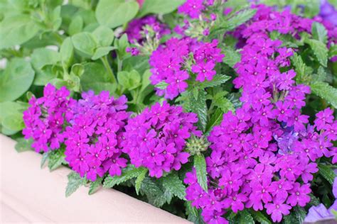 How To Grow Care For Verbena Plants