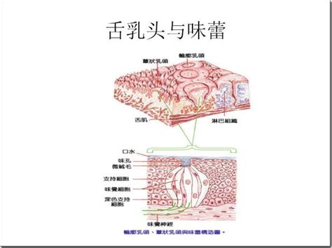 舌尖上的味蕾（taste Bud） 每日頭條