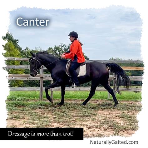 Cantering The Gaited Horse Naturally Gaited Horse