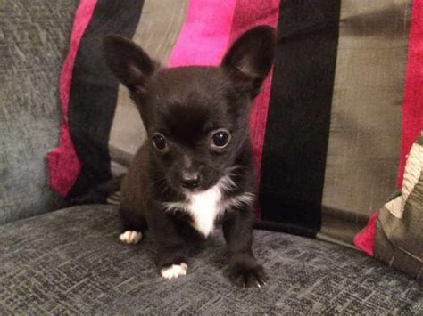 Deer Head Chihuahua Puppies For Sale | PETSIDI