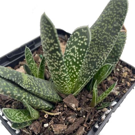 Gasteria Verrucosa Flower Power