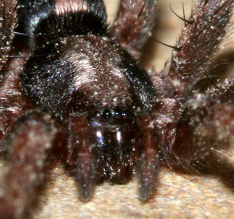 Spider Herpyllus Ecclesiasticus Bugguide