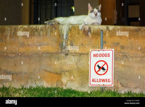 Funny / quirky / unusual no dogs allowed sign (warning) with relaxed ...