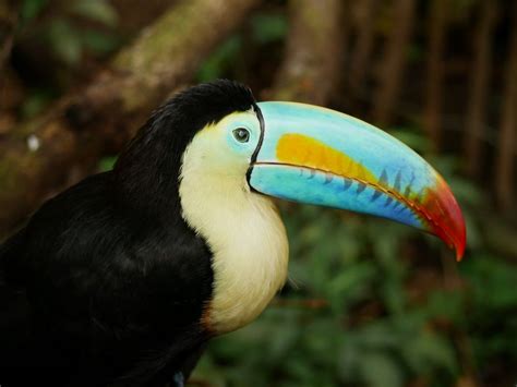 Tukan Foto And Bild Tiere Zoo Wildpark And Falknerei Vögel Bilder Auf