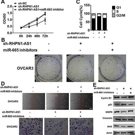 Rhpn1 As1 Exerted Roles Through Regulating Mir 665 Level A Cck8 Assay Download Scientific