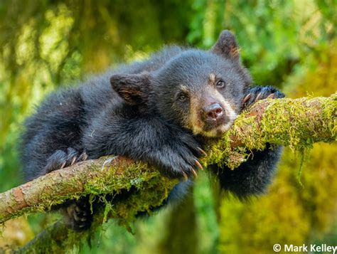 Black Bear Cub, Anan Creek, Alaska #3069 | Mark Kelley