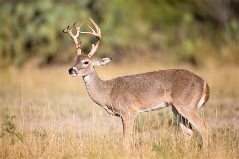 207 Whitetail Deer Buck Tall Rack Stock Photos Free And Royalty Free