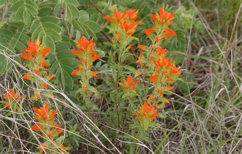 Cresta De Gallo Plantas Del Municipio De Coixtlahuaca INaturalist