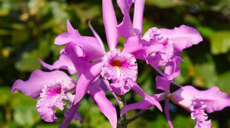 Cómo plantar cultivar y cuidar orquídeas Cattleya