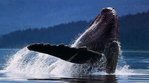 Humpback Whale Wallpapers - Wallpaper Cave