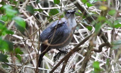 Ebird Checklist Apr Challenger Memorial Park Utc