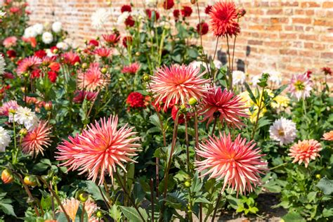 How to propagate dahlia cuttings: get amazing blooms without the price ...