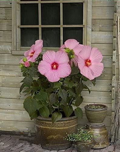 100 Giant Hibiscus Flower Seeds Hardy Mix Color DIY Home Garden Potted