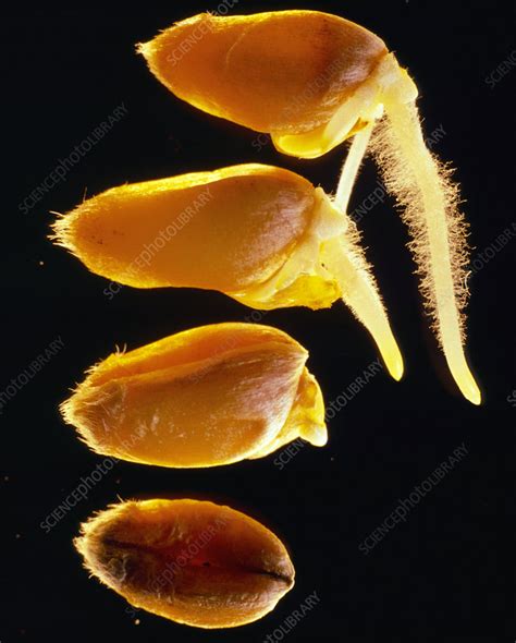 Germinating Wheat Seedlings At Stages Stock Image B787 0184 Science Photo Library