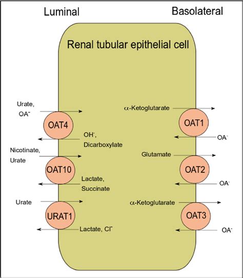 Figure 2 From PAWLAK NEW INSIGHT INTO ORGANIC ANION TRANSPORTERS FROM