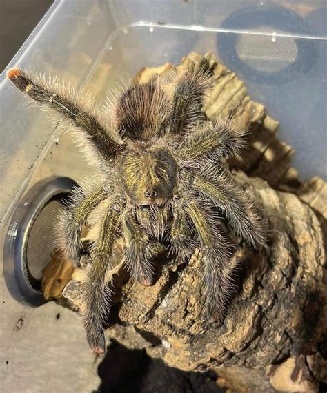 Avicularia Juruensis Morph 1 Ex Urticans Green 2cm 1 2 Moult