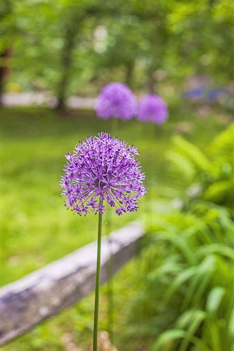 Purple Giant Allium Gladiator Bloom By A Fence In A Spring Garden Stock