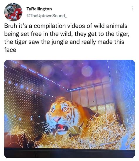 Tigers Face When He Sees The Jungle 9gag