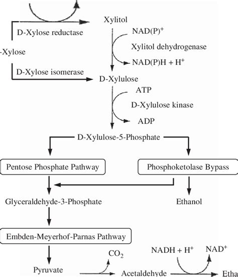 Xylose Metabolism In Microorganisms Adapted From Winkelhausen And