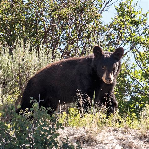 Courtesy Utah Division of Wildlife Resources | Park City Magazine