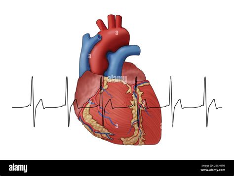 Normal Heartbeat Illustration Stock Photo Alamy