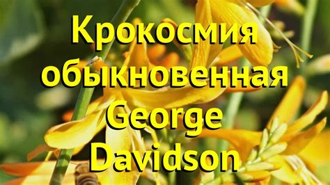 Крокосмия обыкновенная Джордж Дэвидсон. Краткий обзор, описание ...