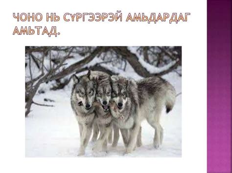 зургийн цомог