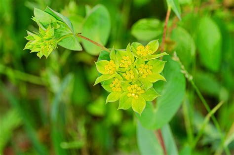 Bupleurum Rotundifolium Rundbl Ttriges Hasenohr Buple Flickr