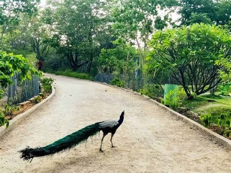 Hyderabad Critical Biodiversity Points To Be Identified By Ghmc