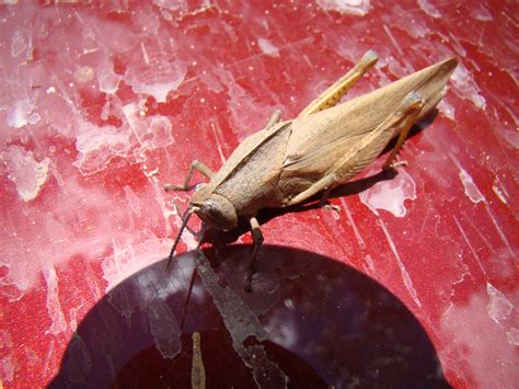 Slender Gumleaf Grasshopper Goniaea Vocans M Och A Baron Flickr