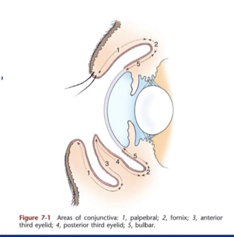 Conjunctiva Third Eyelid Flashcards Quizlet