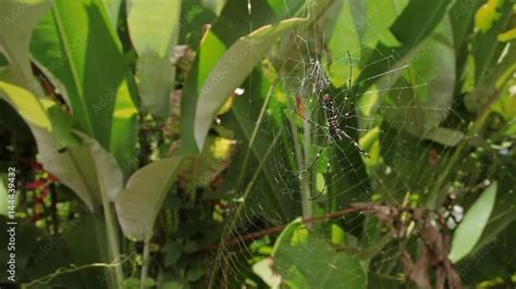 The Northern Golden Orb Weaver Or Giant Golden Orb Weaver Nephila