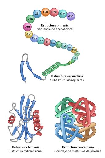 Que Son Las Proteinas Estructura Proteica Aminoacidos Images