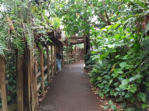 Path Along Indoor Enclosure Okapi Zoochat