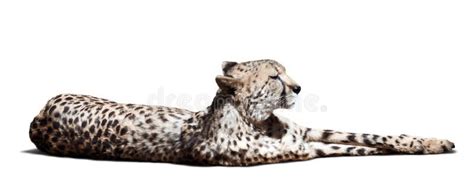 Laying Cheetah Staring Stock Photo Image Of Staring 49069474