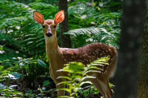 White Tailed Deer Odocoileus Virginianus Fawn Standing In The Forest