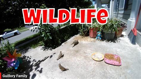 Wildlife Live Cam Watch Birds Foxes And More In Action Youtube