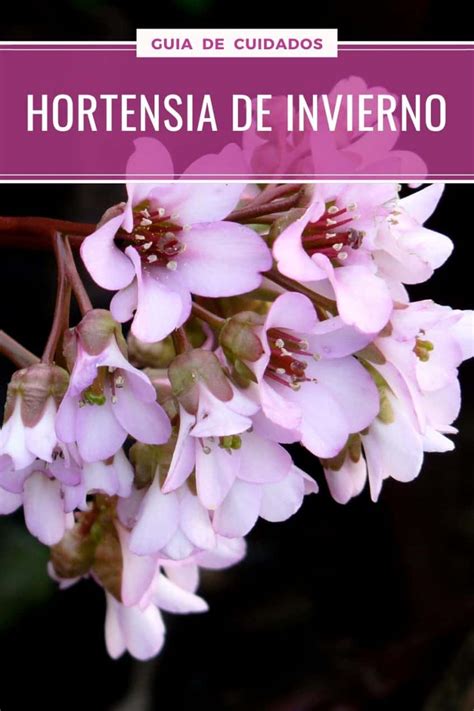 Bergenia Crassifolia U Hortensia De Invierno La Jardinoteca