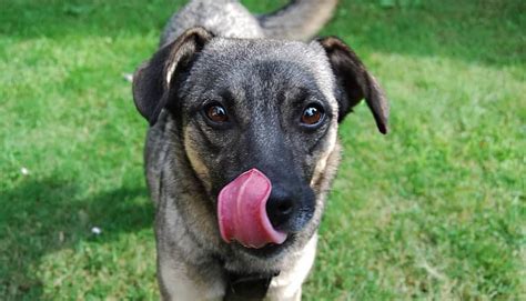 Algumas razões explicam porque cachorro lambe tudo Petz