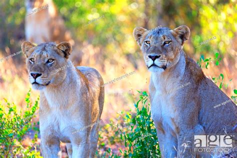 a pride of lions, Stock Photo, Picture And Royalty Free Image. Pic ...