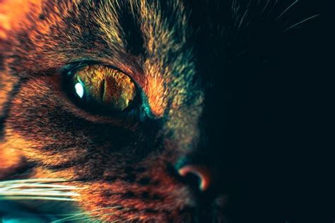 Premium Photo | Closeup of a cat's eye eye details large pupil ...