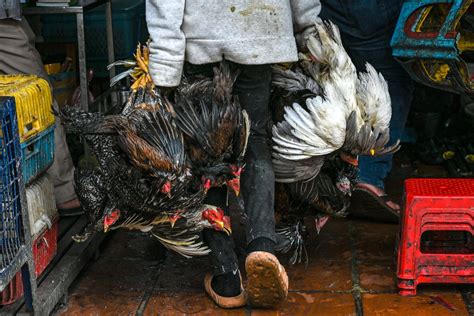 2024 में कंबोडिया में H5n1 बर्ड फ़्लू से पहली मौत वोकल डेयली समाचार