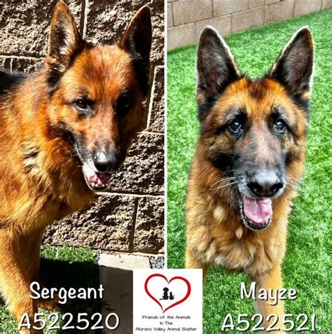 Bonded Pair Of Senior German Shepherds Slated To Be Euth Ed At